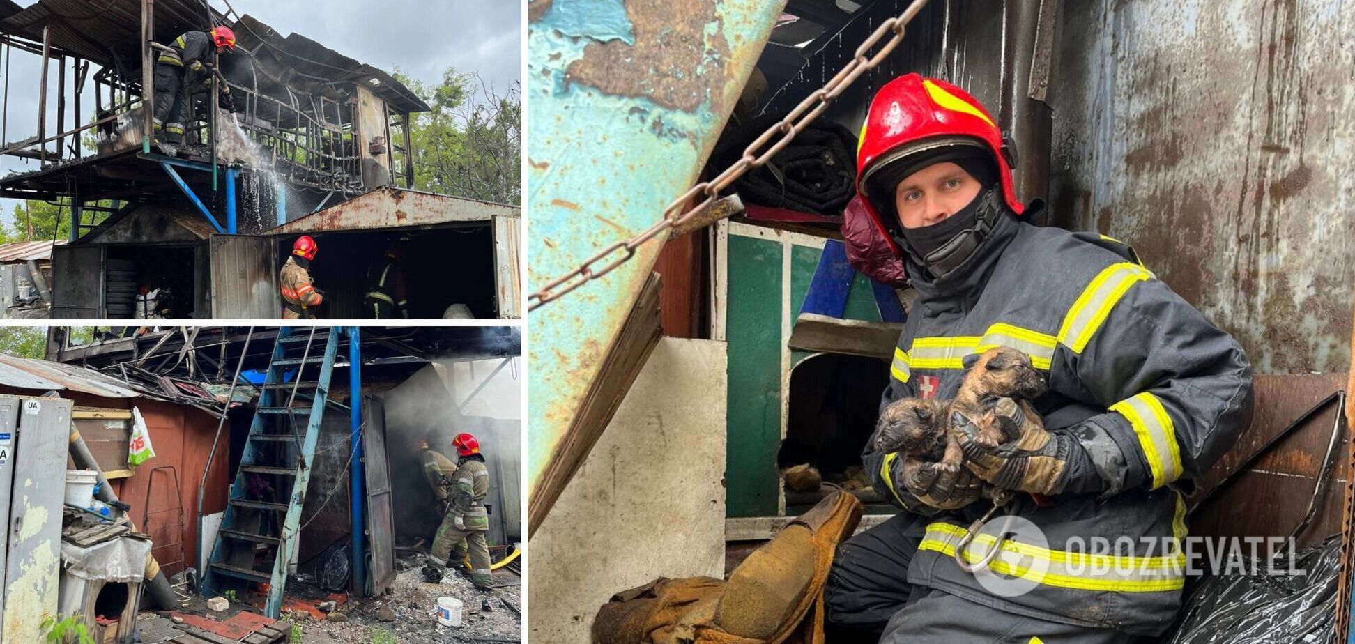 Пожежники врятували сімох цуценят