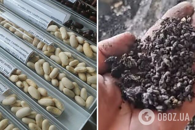 У Харкові вдалося врятувати зразки генетичного центру насіння зі знищеного окупантами банку рослин