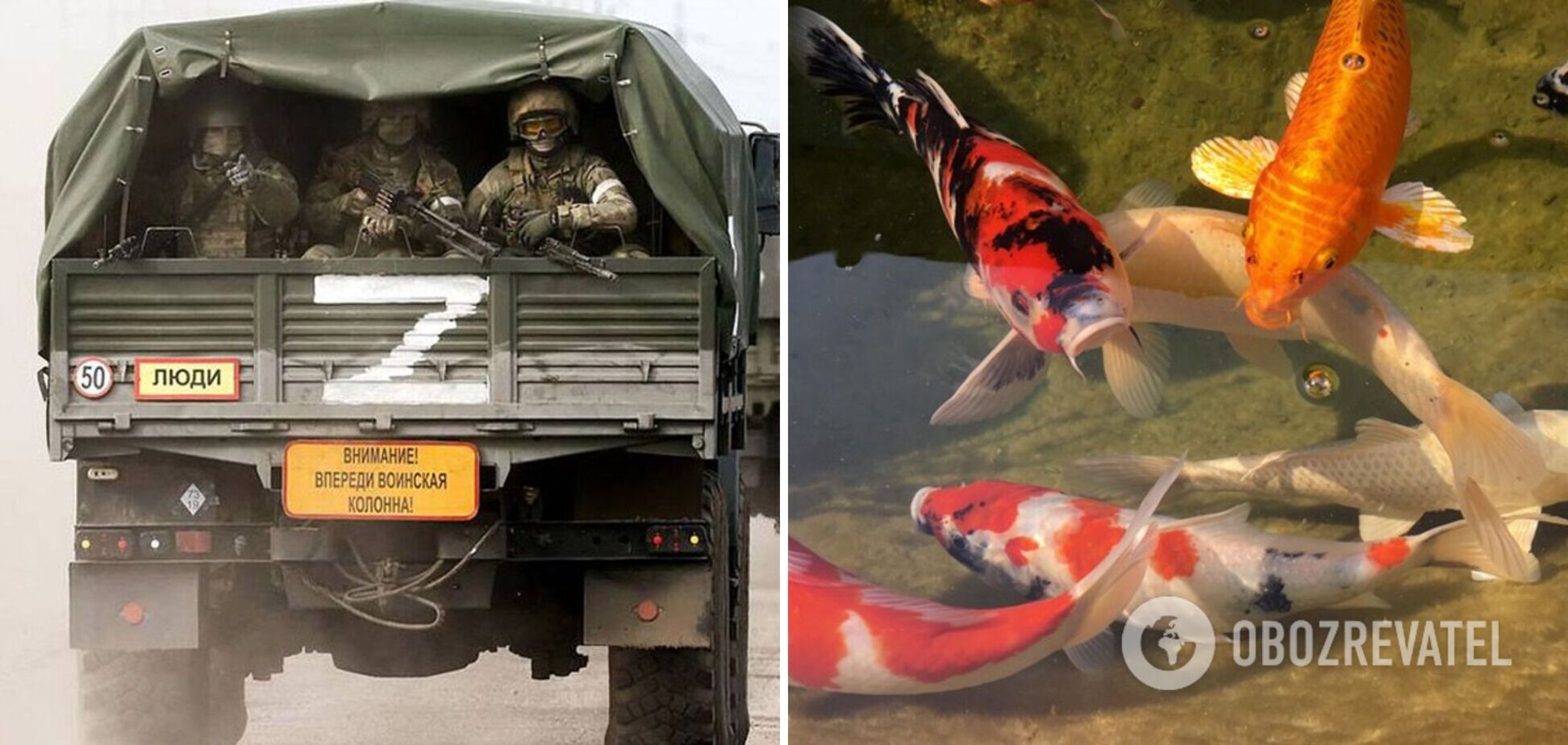Армія варварів: Гайдай розповів, як на Луганщині окупанти виловили та посмажили декоративних японських риб