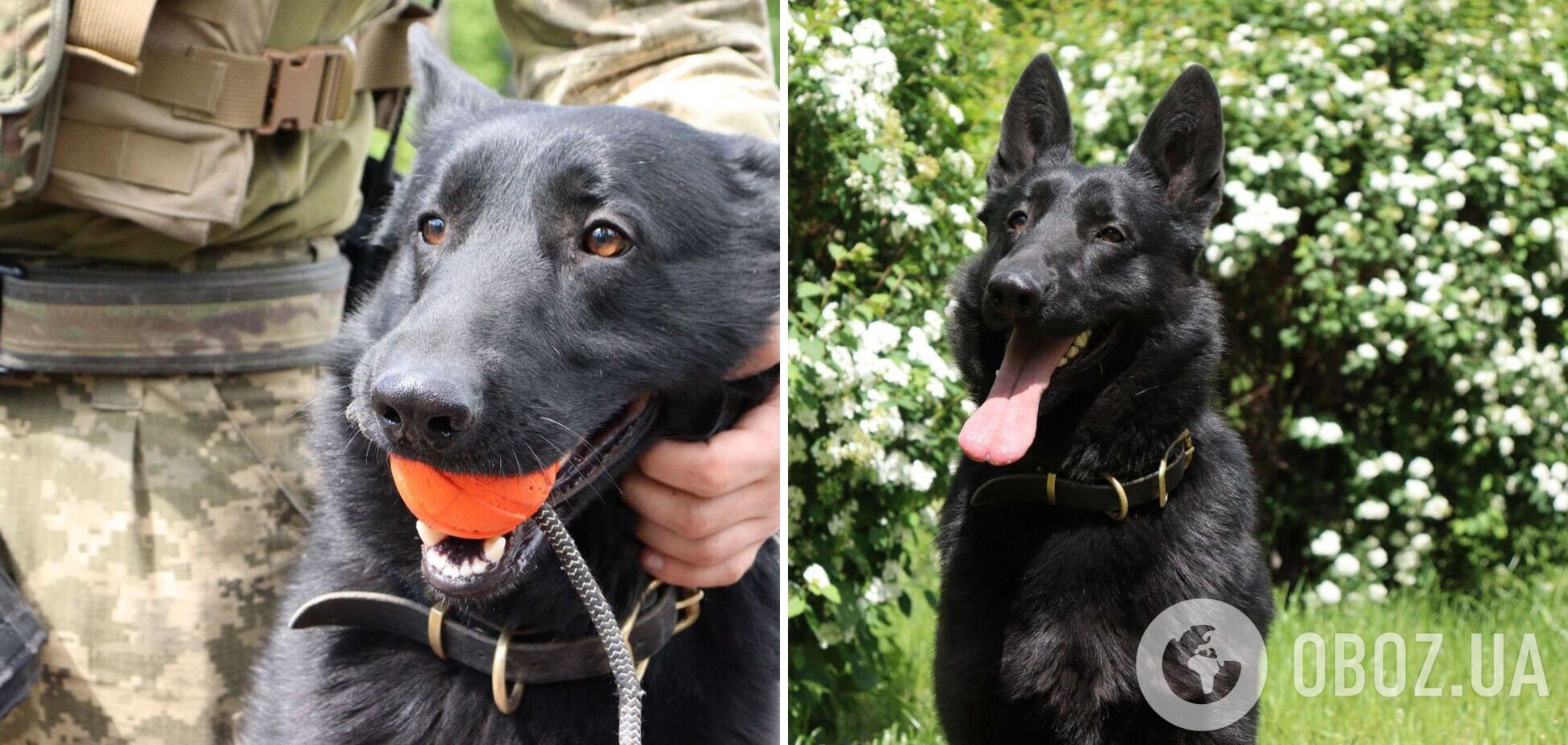 Разведчик Бой: в ГУР показали 'конкурента' пса Патрона. Фото