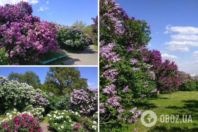 У столичному ботсаду цвітуть кущі бузку