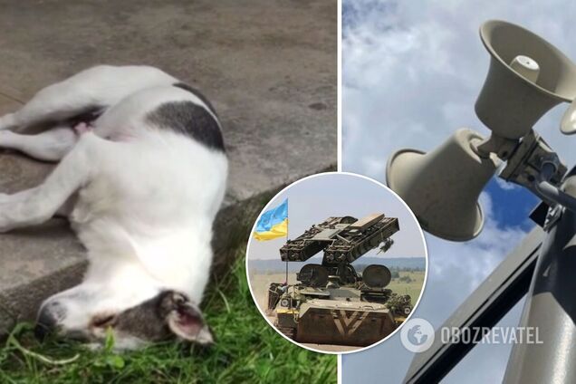 'Коли на 100% довіряєш ЗСУ': мережу розсмішило відео з собакою, яка спить під 'звуки сирен'