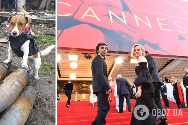 В Каннах пса Патрона наградили премией 'Пальмовый пес'. Видео