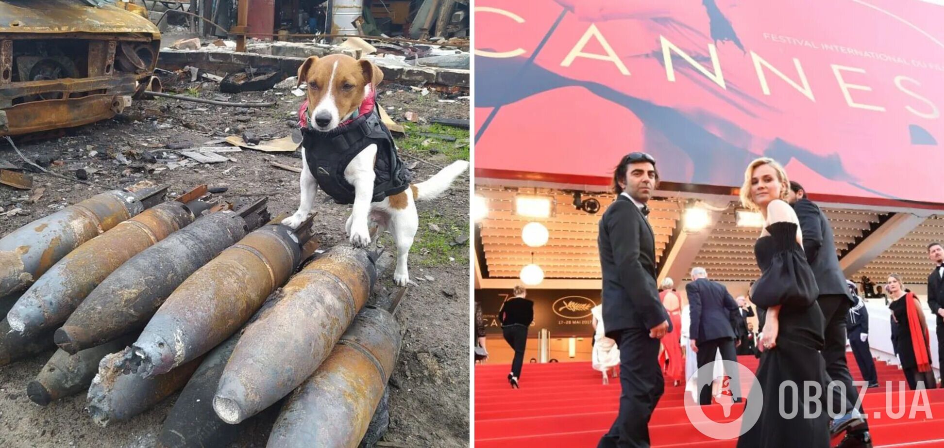 В Каннах пса Патрона наградили премией 'Пальмовый пес'. Видео