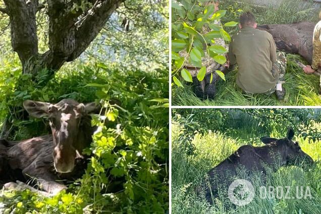 Животное пытались спасти