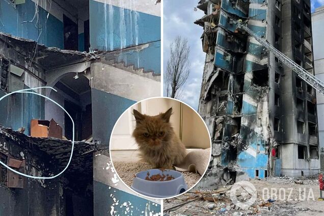 Кішка дивом вижила в зруйнованому будинку