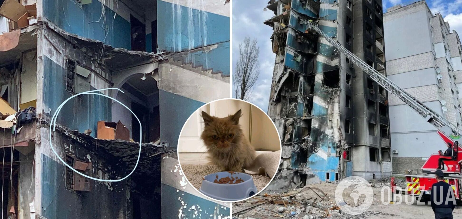 Кошка чудом выжила в разрушенном доме