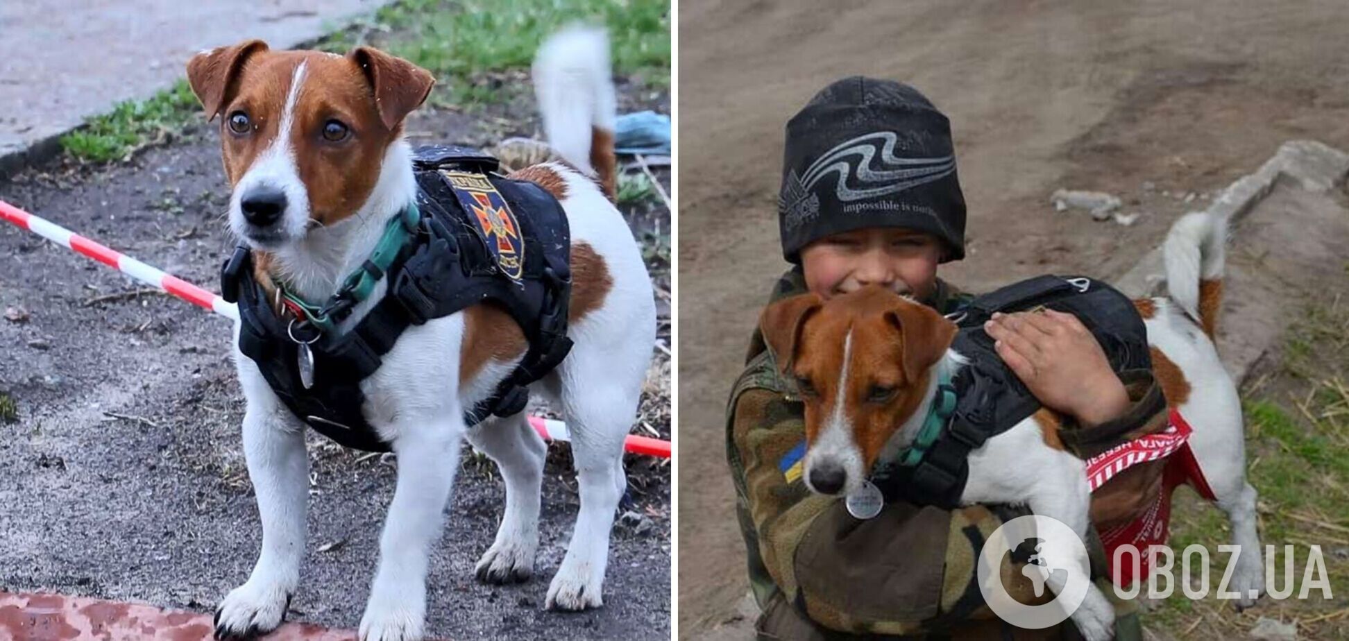 Украинцев растрогало фото пса-сапера Патрона, уснувшего на брифинге