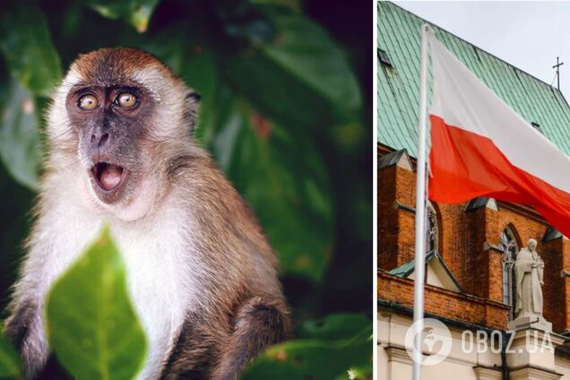 У Польщі підтверджено перший випадок віспи мавп