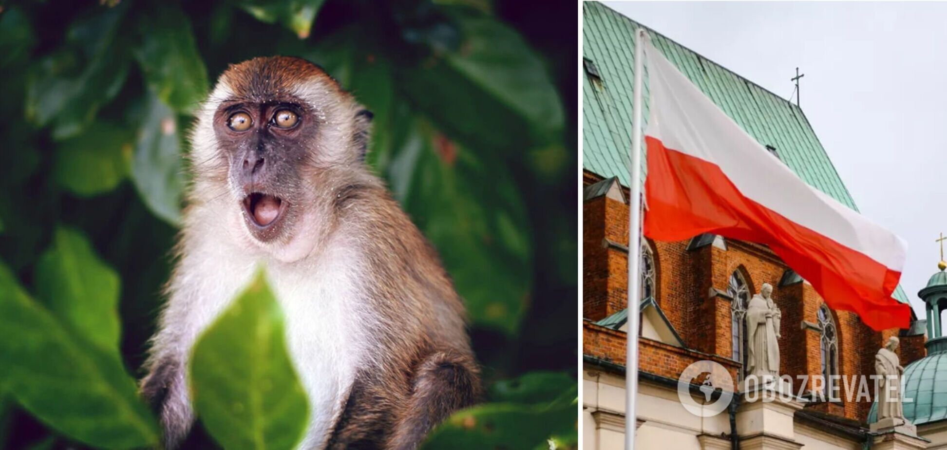 В Польше подтвержден первый случай оспы обезьян