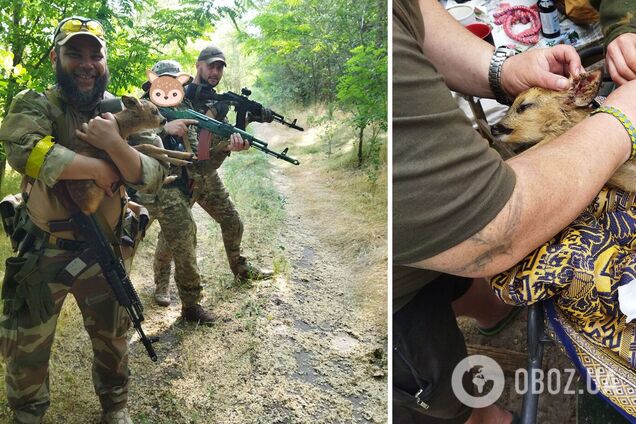 Тероборонівці врятували дитинча козулі