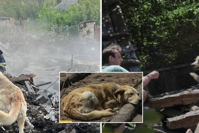 Пес Бадді чекає на господарів біля зруйнованого будинку в Костянтинівці