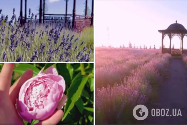 Кроме лаванды, посетители смогут увидеть пионы и розы