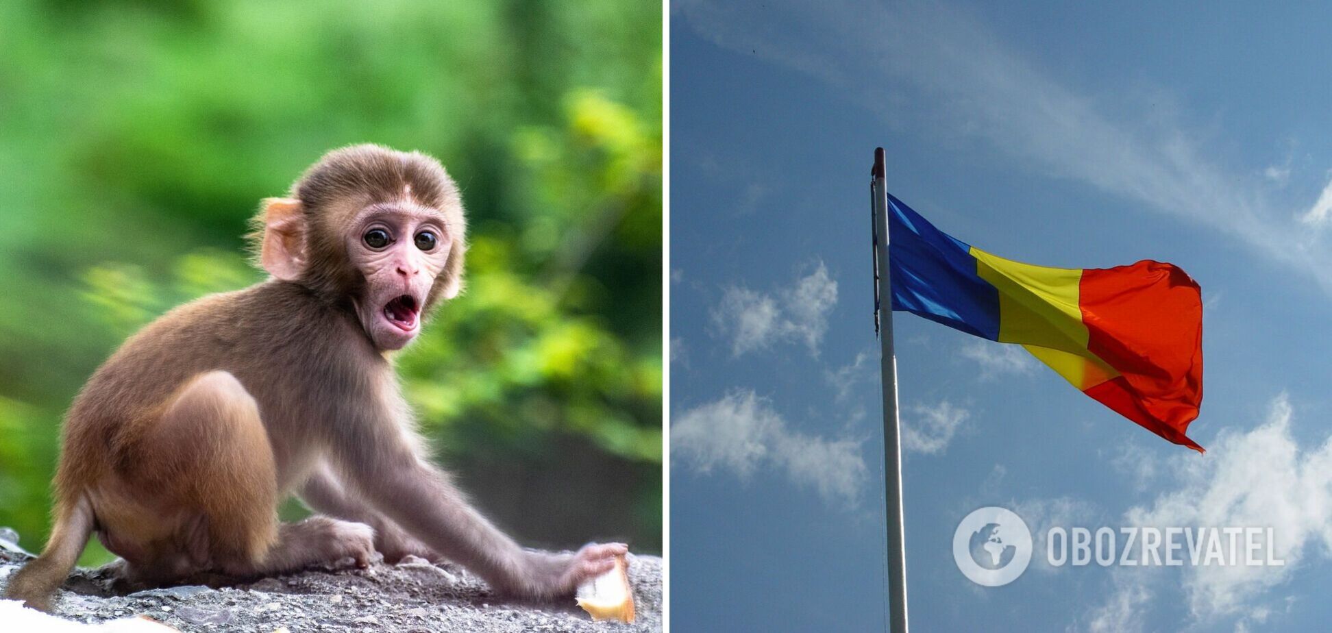 В Румынии зафиксировали первый случай обезьяньей оспы