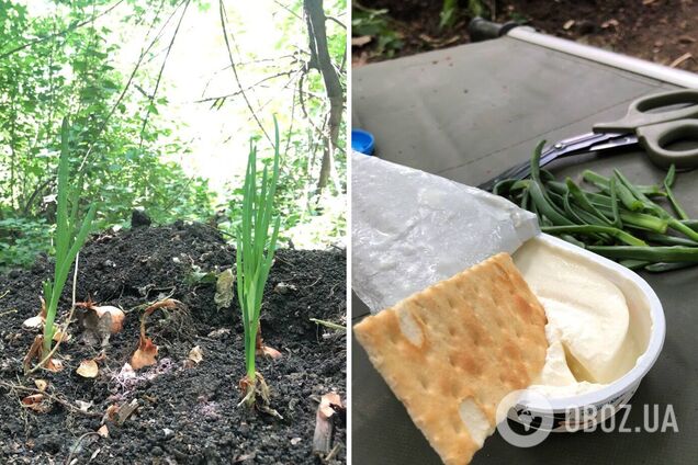 Український парамедик виростив на фронті цибулю та поділився фото: у мережі відреагували