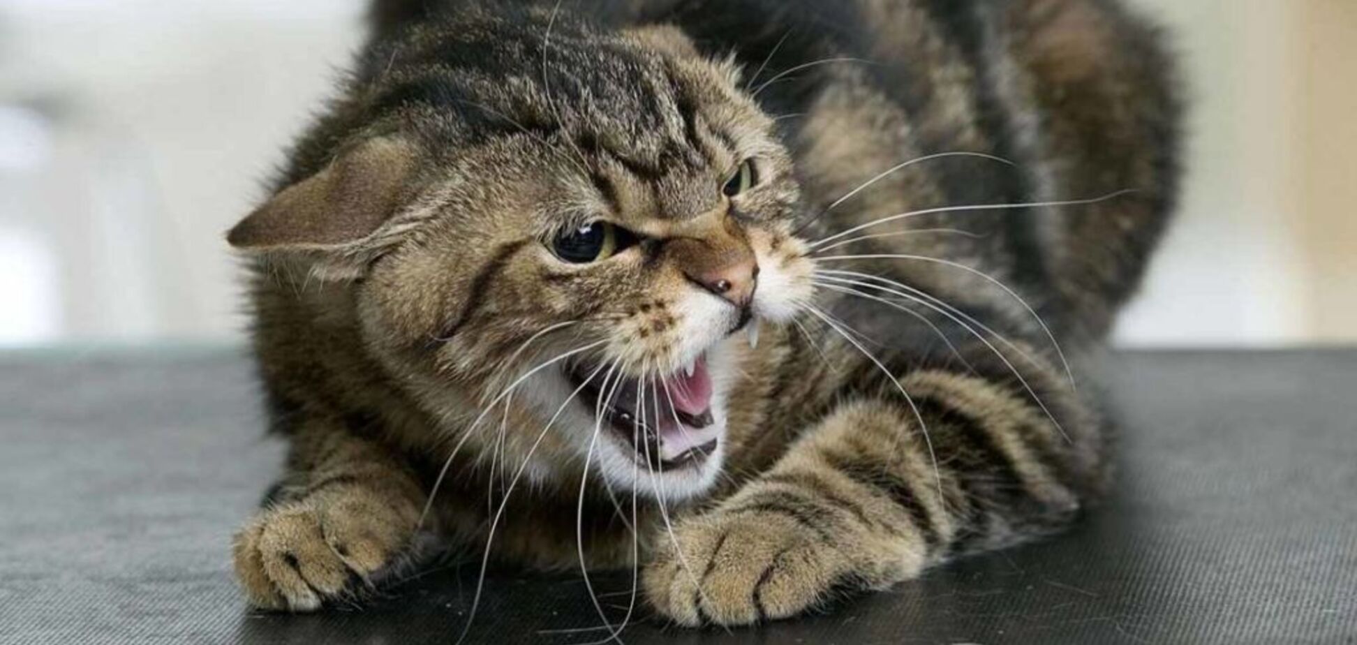 Болезнь обнаружили у бездомного кота