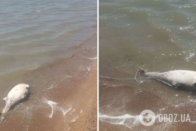 В акваторії Азовського моря маріупольці фіксують початок мору риби. Фото