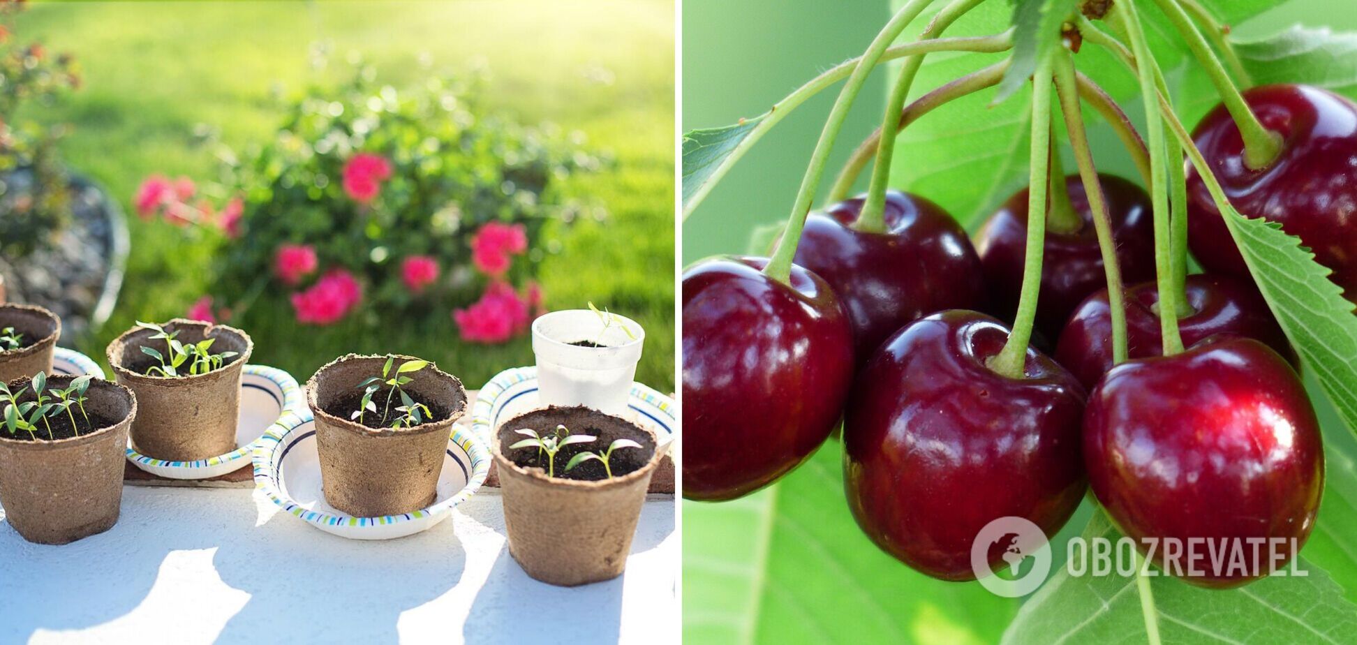 Посевной лунный календарь на июнь 2022