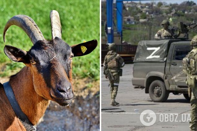 На Запорожье коза 'денацифицировала' нескольких оккупантов: получили ранения из-за своей растяжки