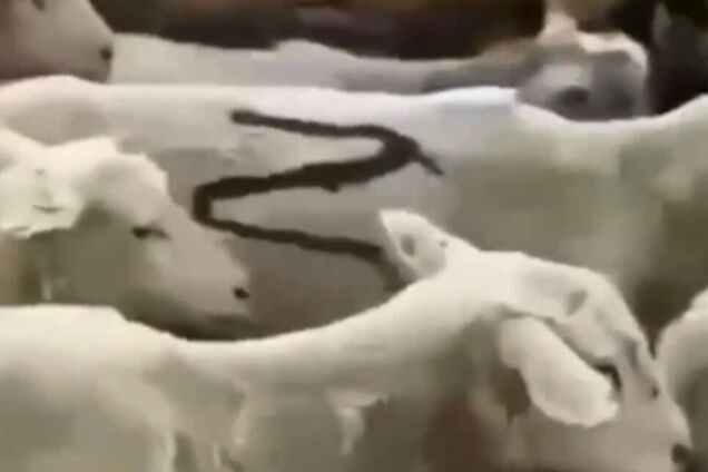 Z-скот: у мінсільгоспі Дагестану показали кадри 'спецоперації' з перегону овець на пасовища. Відео