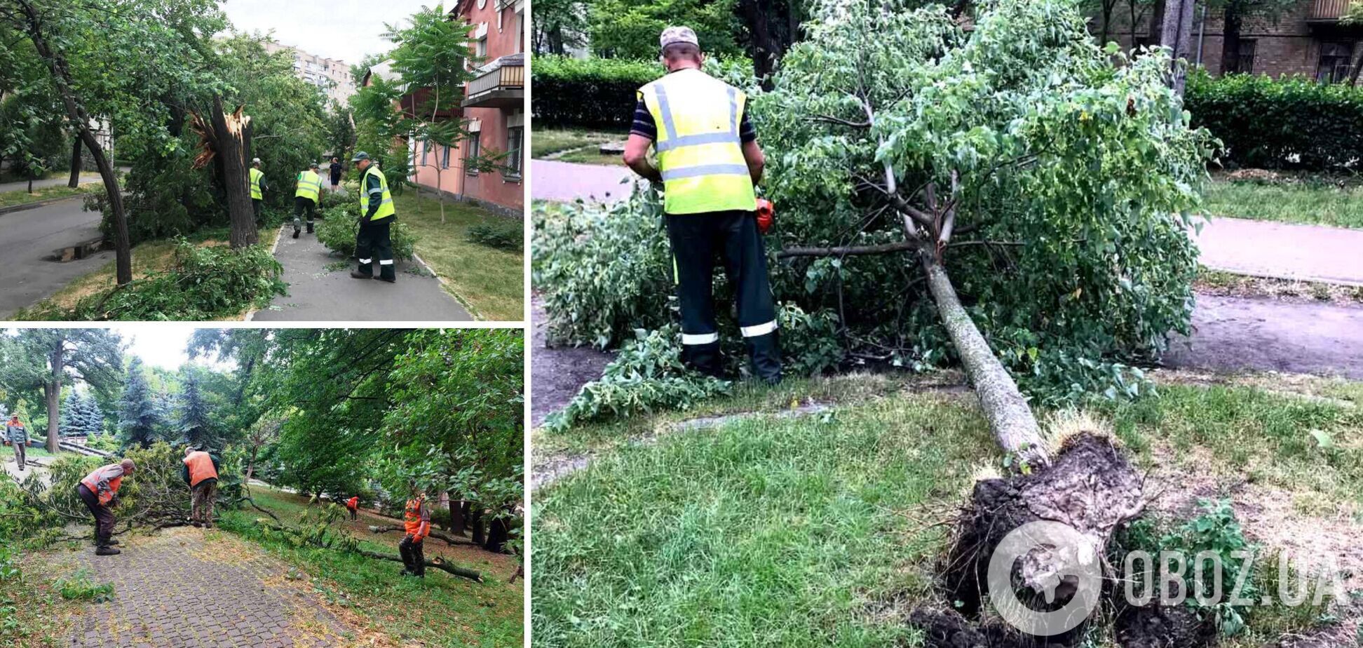 Було пошкоджено понад 80 дерев