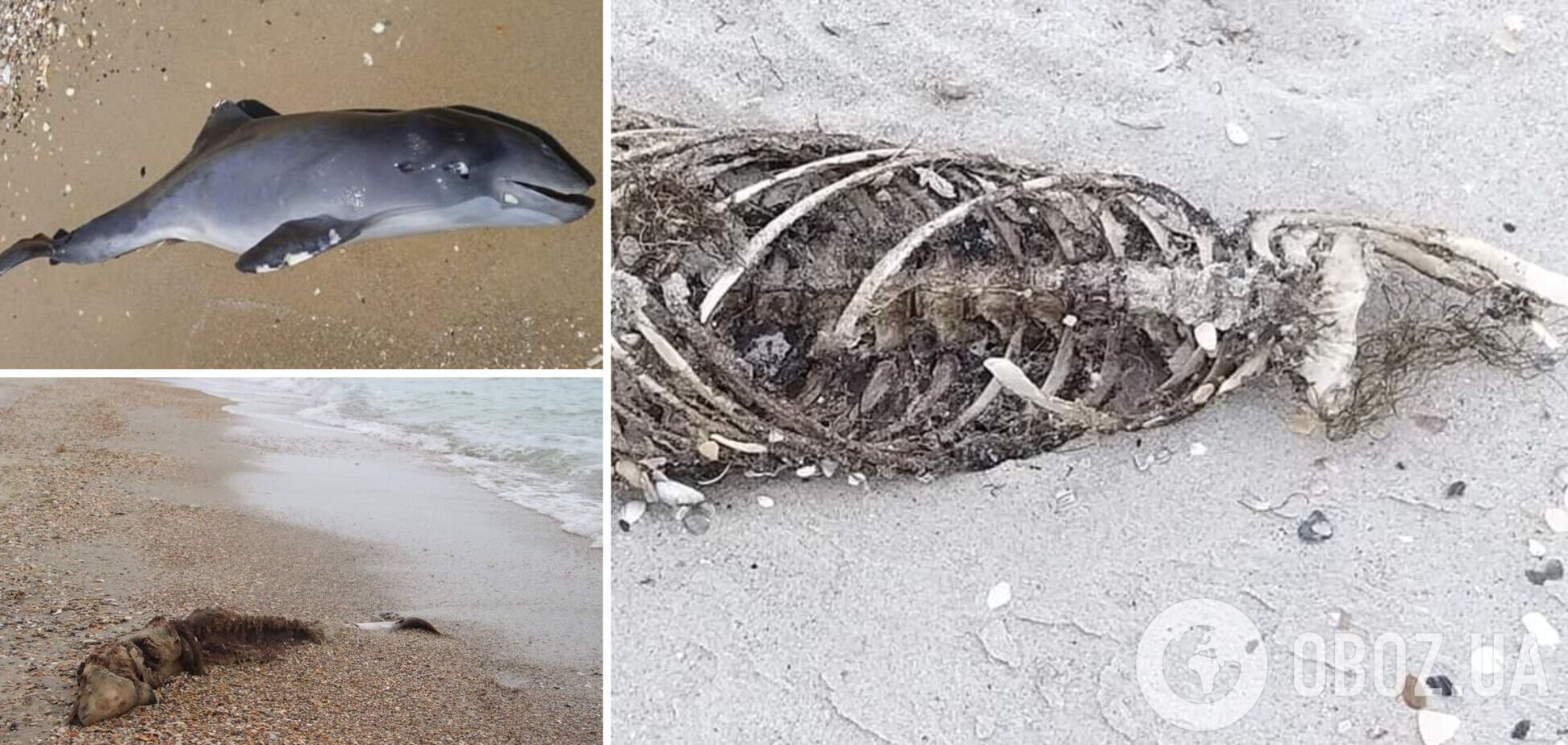 У Чорному морі через війну гинуть тисячі дельфінів