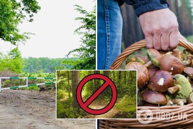 Волынянам запретили ходить в лес у границы с Беларусью: возможны провокации