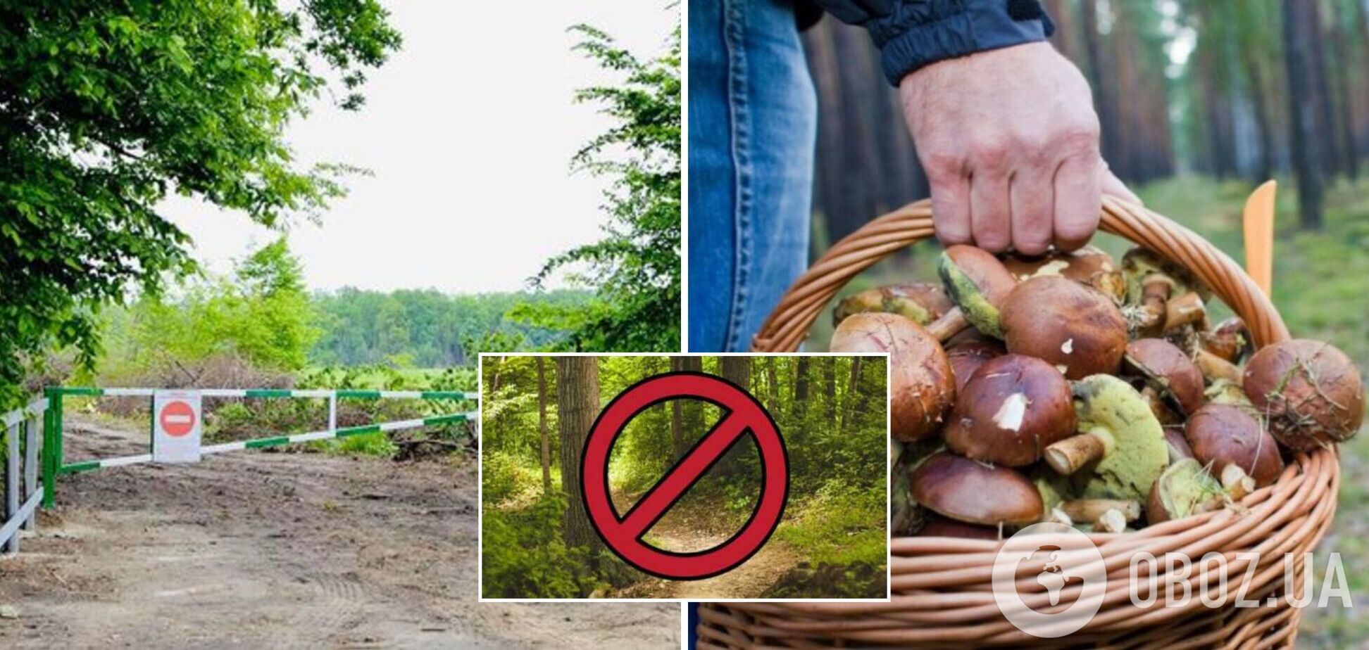 Волынянам запретили ходить в лес у границы с Беларусью: возможны провокации