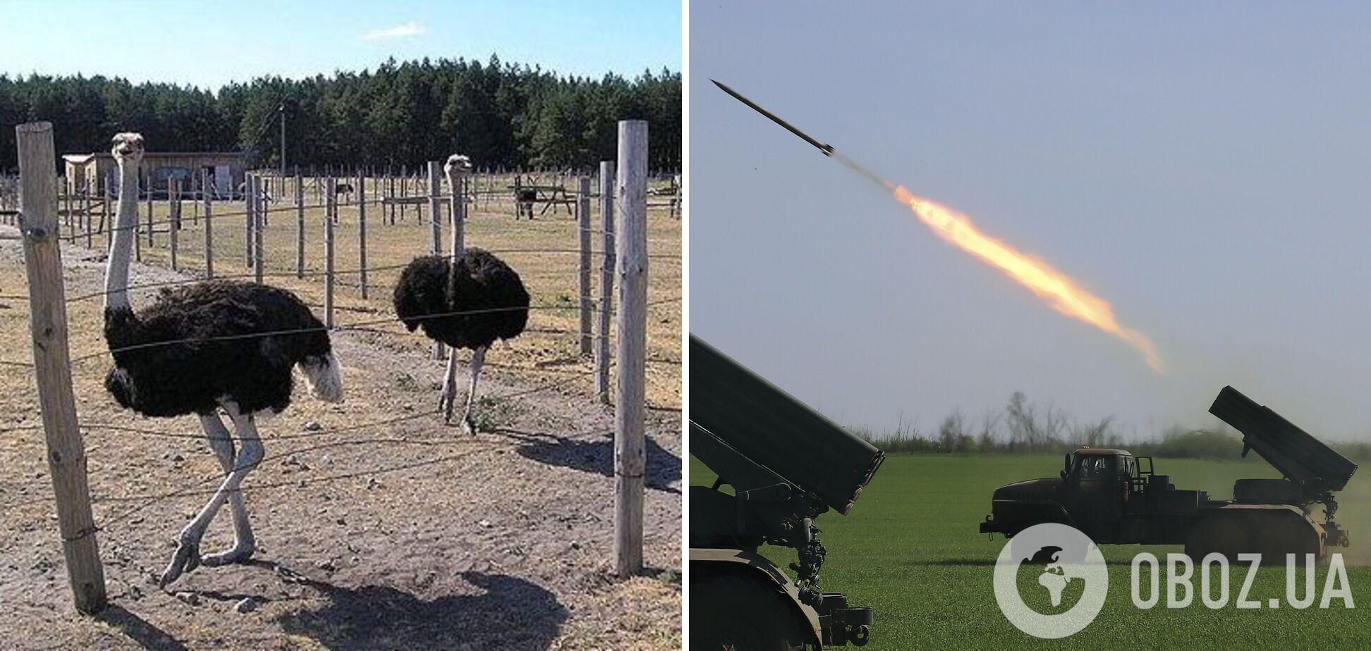 Россияне разбомбили страусиную ферму в Ямполе Донецкой области