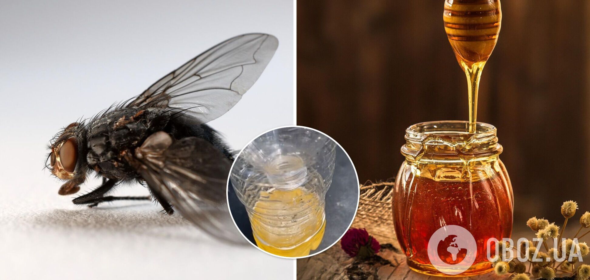 Как избавиться от мух дома: лайфхак с сахаром, медом и водой покорил сеть