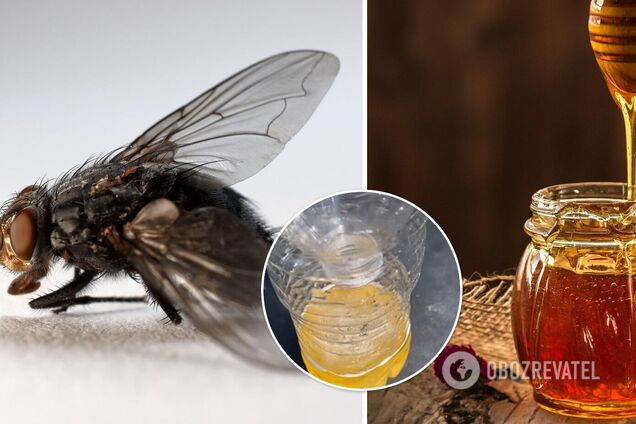 Як позбутися мух вдома: лайфхак із цукром, медом та водою підкорив мережу