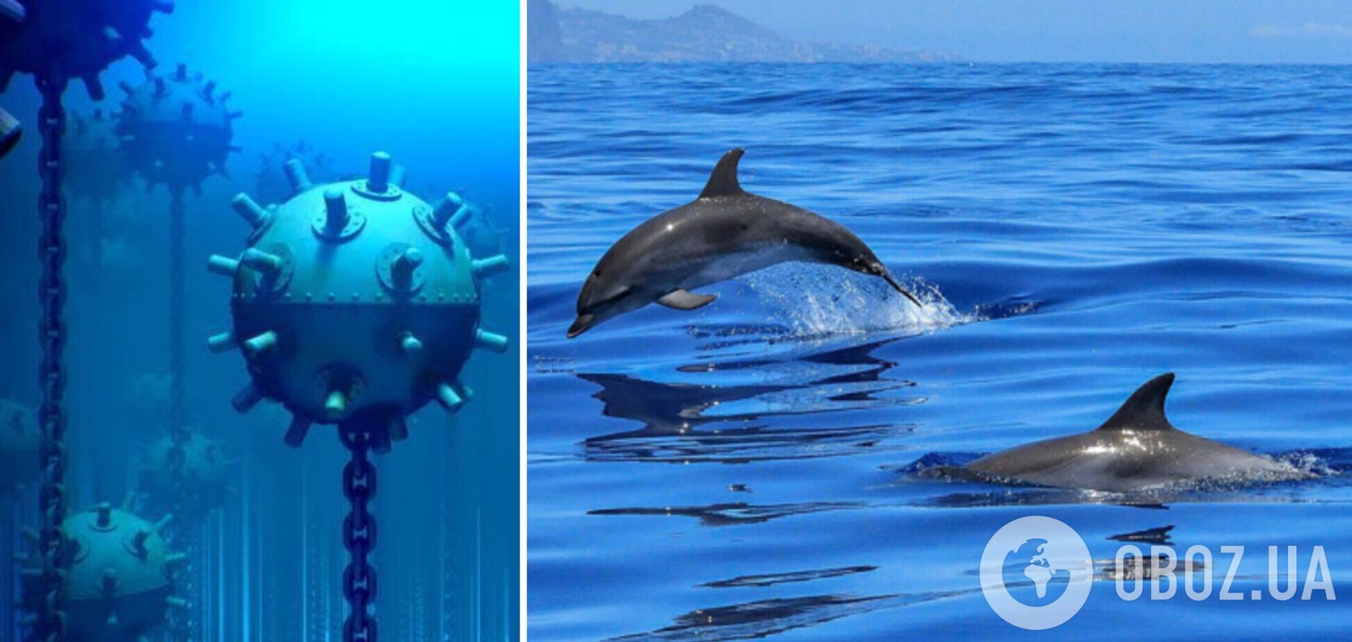 Декілька тисяч дельфінів знайшли мертвими на узбережжі Чорного моря: вони могли загинути через війну – NYT