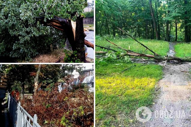 Повреждены около 300 деревьев