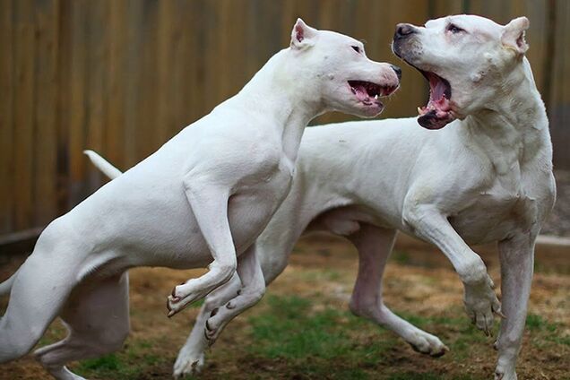 Собака бегала во дворе без намордника