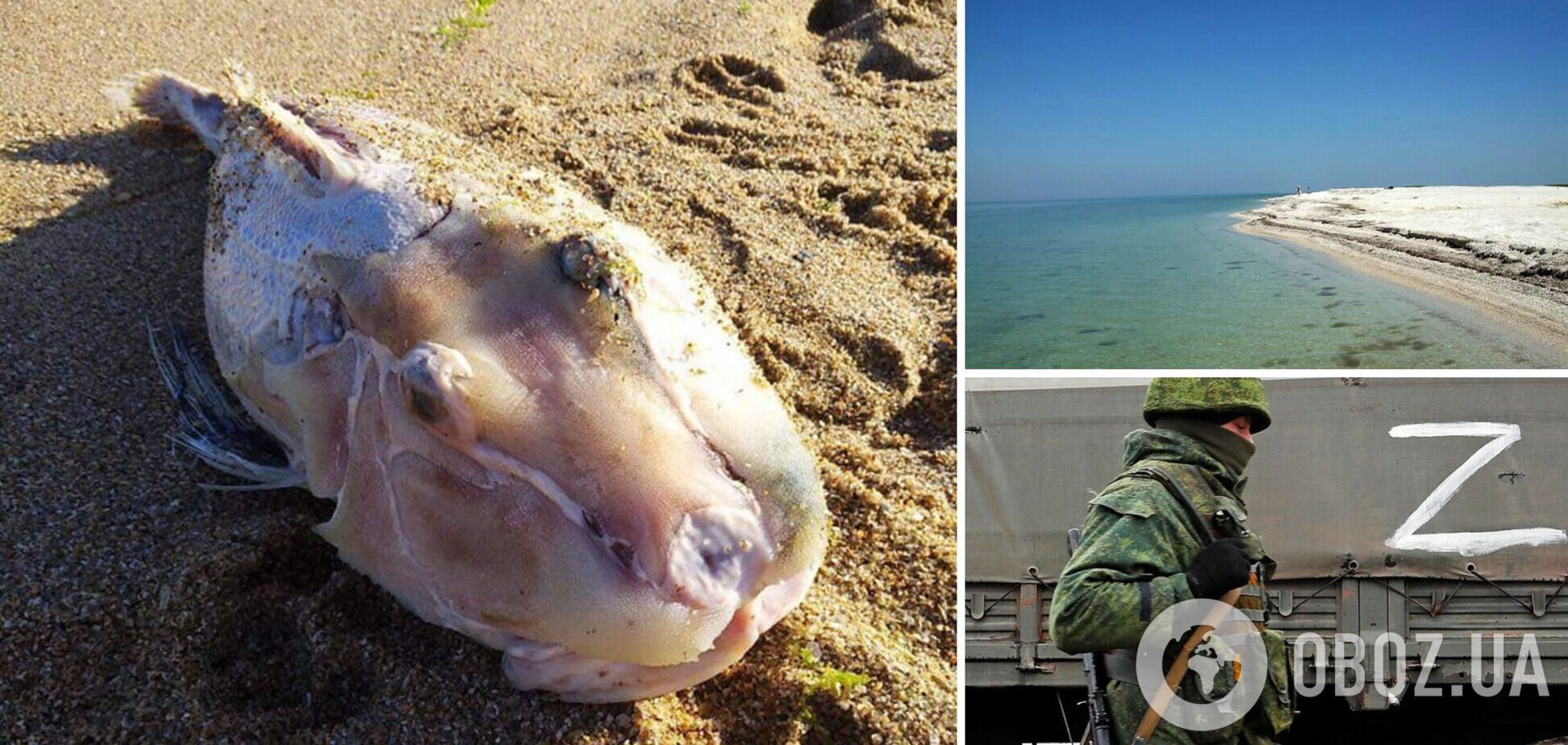 В Азовском море из-за действий российских военных начала гибнуть рыба