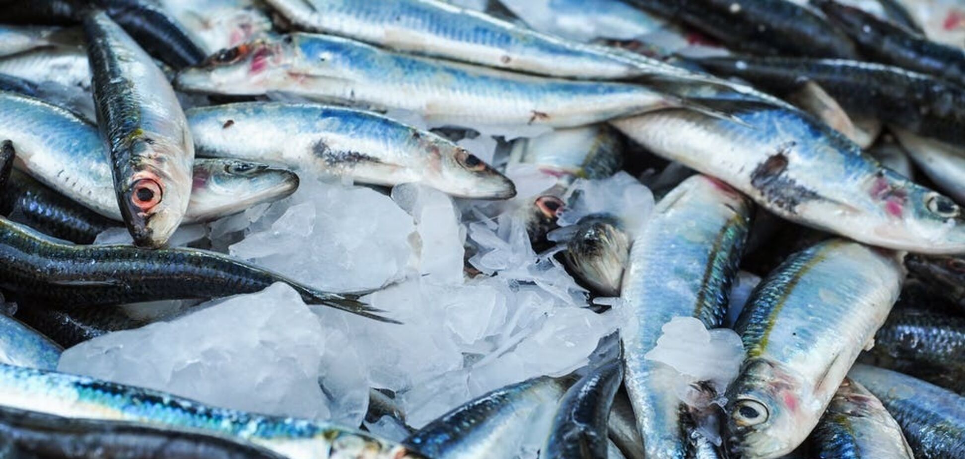 Какая рыба самая полезная и как ее правильно приготовить: топ-5 бюджетных видов