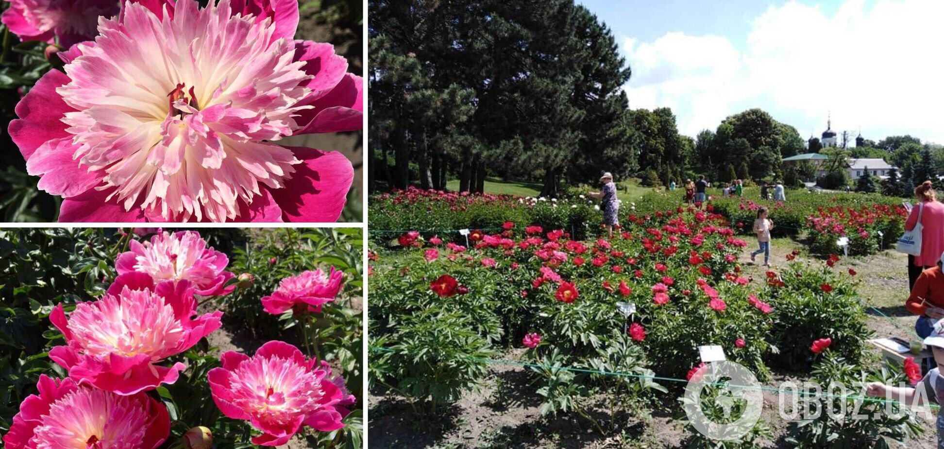 В ботаническом саду цветут пионы