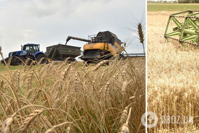 В Украине изменились прогнозы сбора урожая зерна