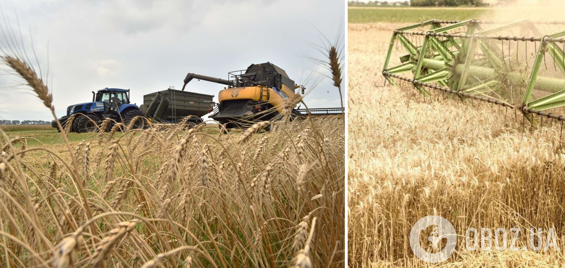В Украине изменились прогнозы сбора урожая зерна