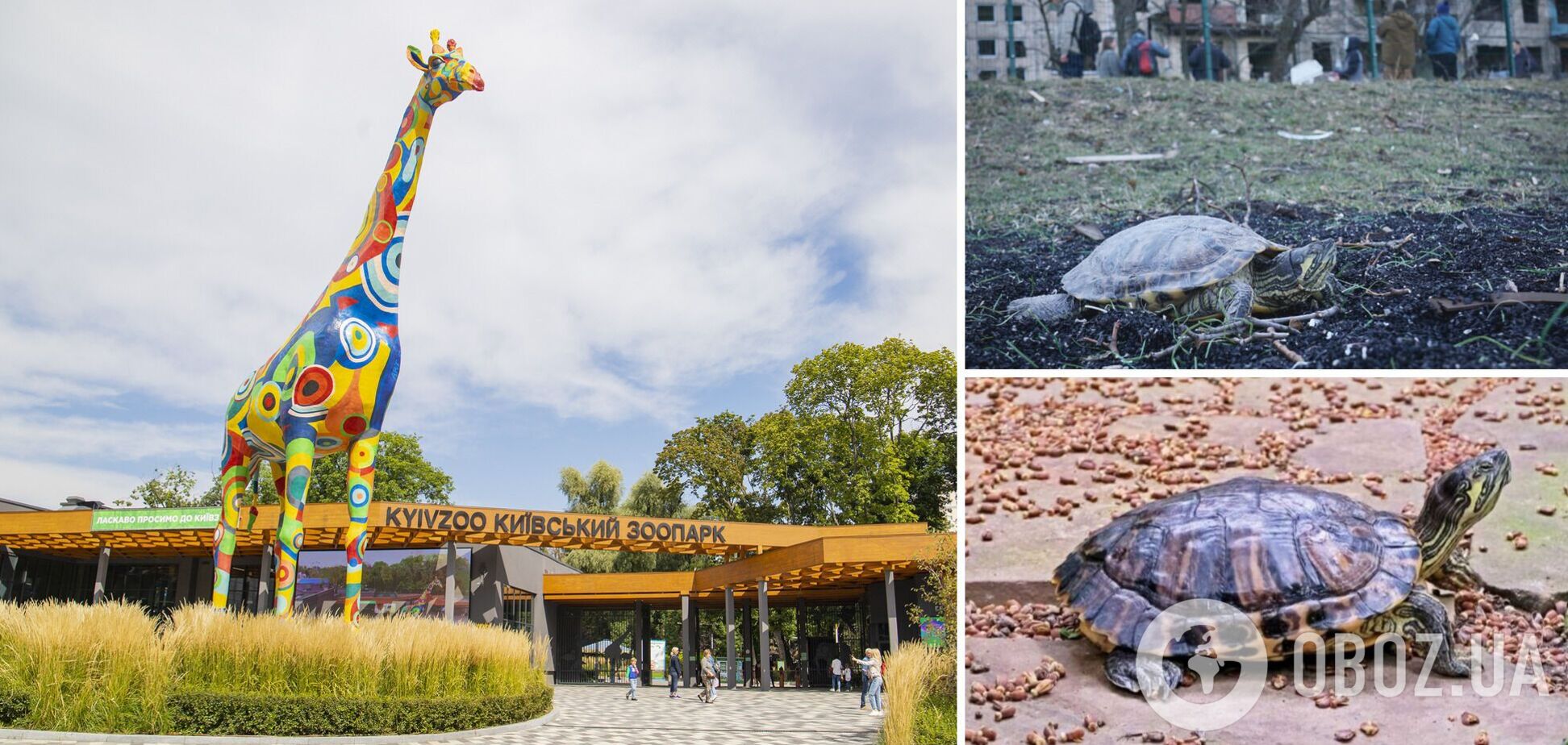 Черепаха вижила після ракетного обстрілу