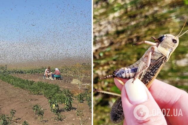 Кара єгипетська: у Краснодарському краї РФ – нашестя сарани. Фото та відео