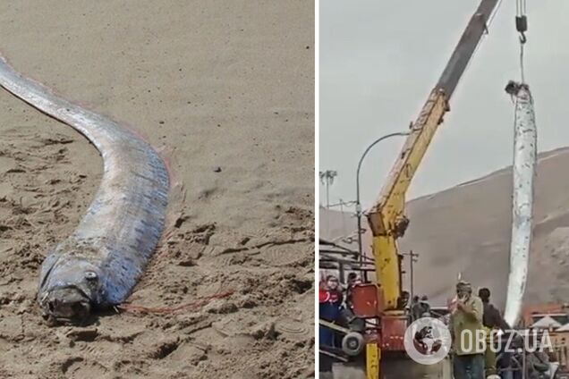 У Чилі виловили гігантського оселедцевого короля, якого називають провісником катастроф. Фото і відео