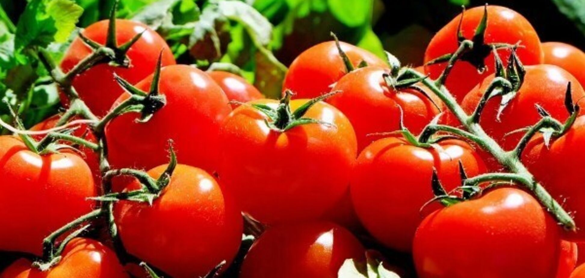 Як швидко замаринувати помідори: їсти можна через декілька годин