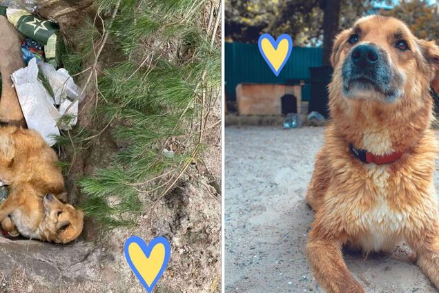 В Киевской области нашли и спасли заминированного пса