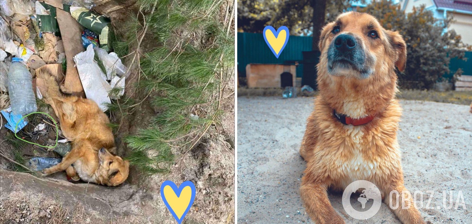 У Київській області знайшли та врятували замінованого пса