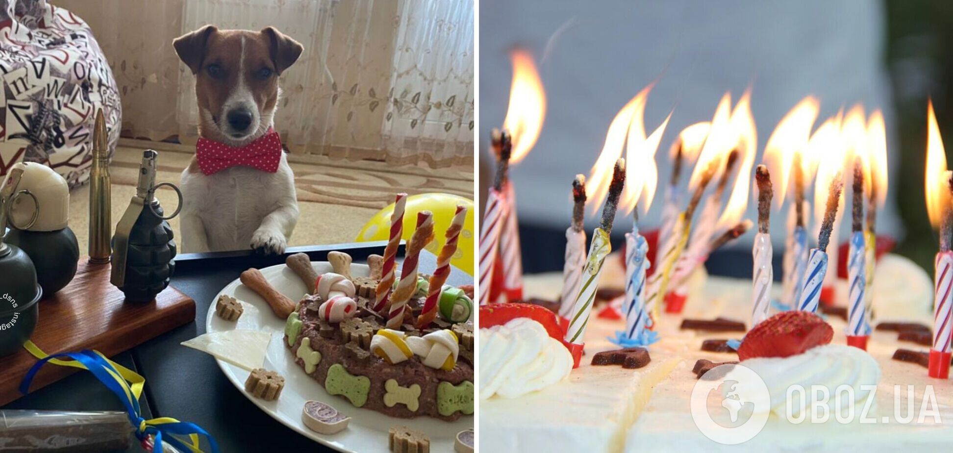 Любимец украинцев пес Патрон празднует день рождения: появились яркие фото
