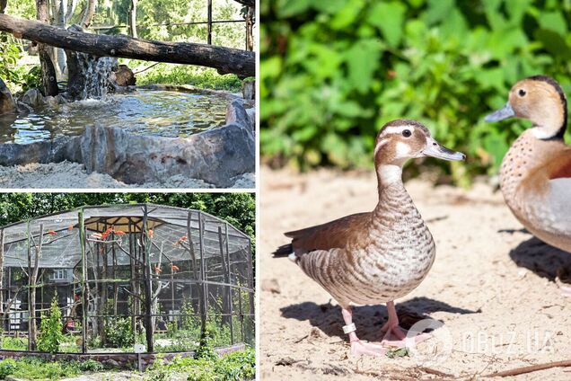 У столичному зоопарку відкрили унікальний вольєр