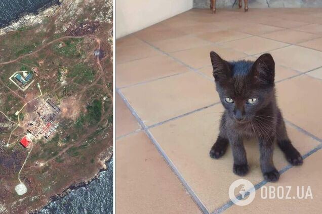 Отримало бойову кличку Змій: кошеня, врятоване від бомбардувань на острові Зміїний, привезли до Києва. Відео