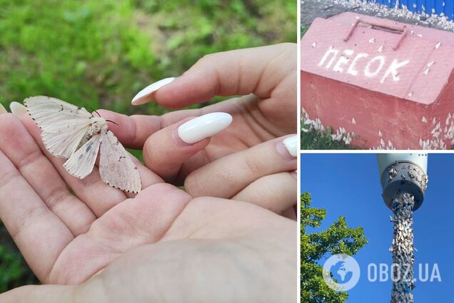 Не только саранча: в России один из регионов 'атаковали' бабочки, гусеницы уничтожили 2 тыс. га лесных насаждений. Видео