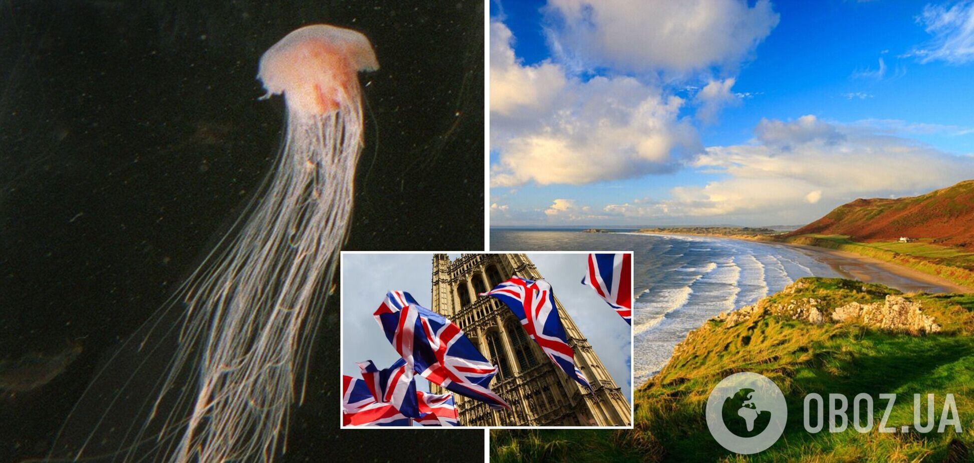 Довжина щупальців – 36,6 метрів: на пляжі Великої Британії знайшли найдовшу тварину в світі з потужним жалом. Фото